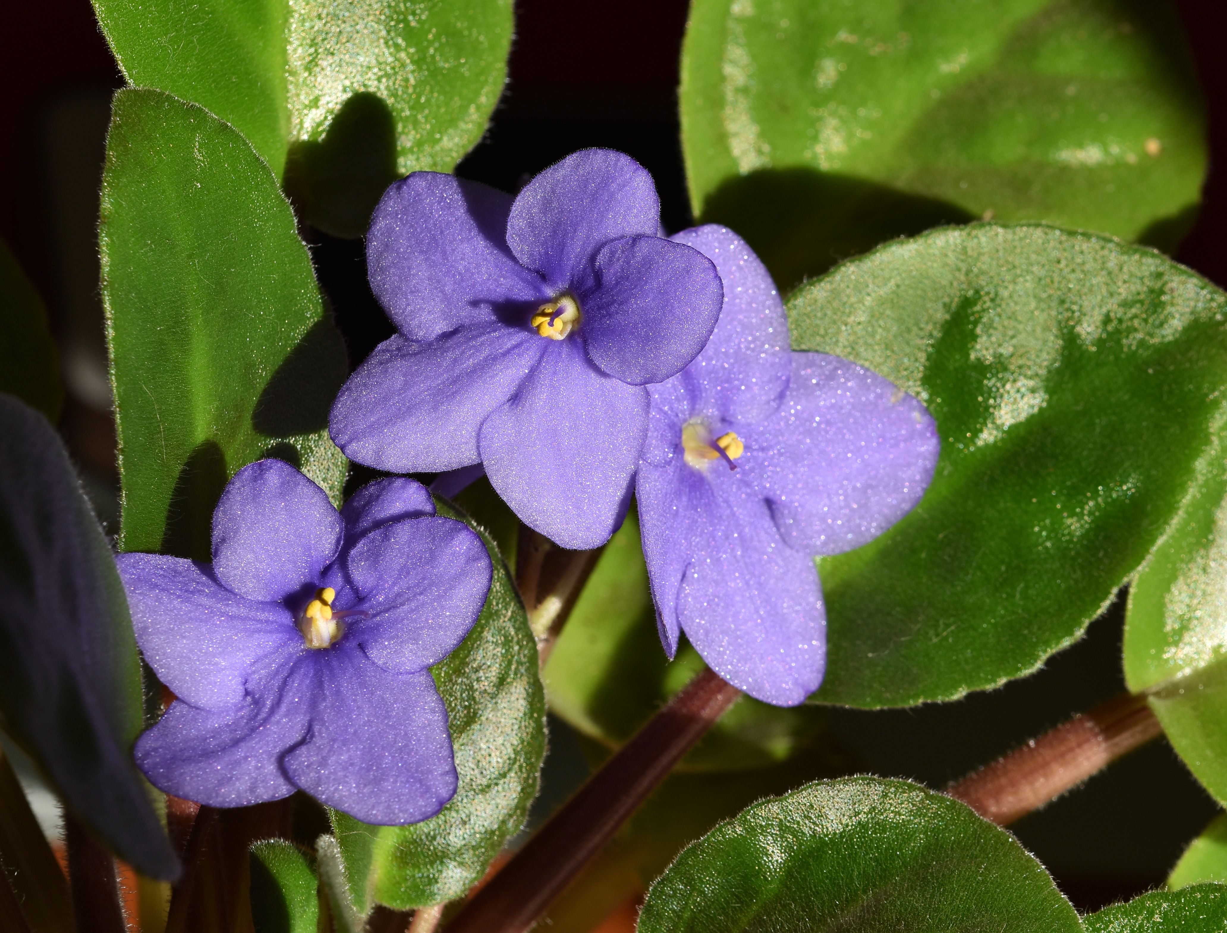 African Violet blue 1.jpg