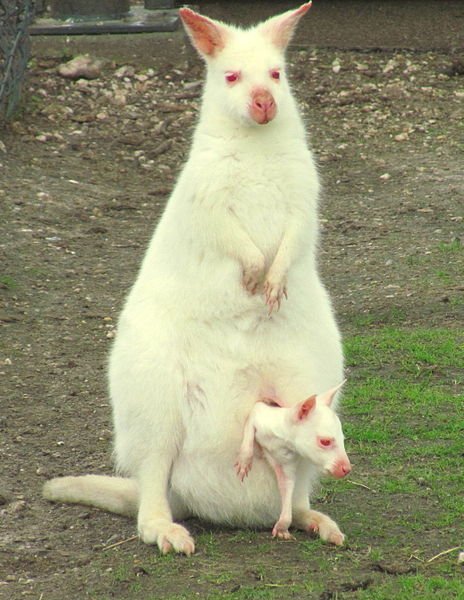 Albino_Bennett's_wallaby_with_joey_in_pouch.jpg