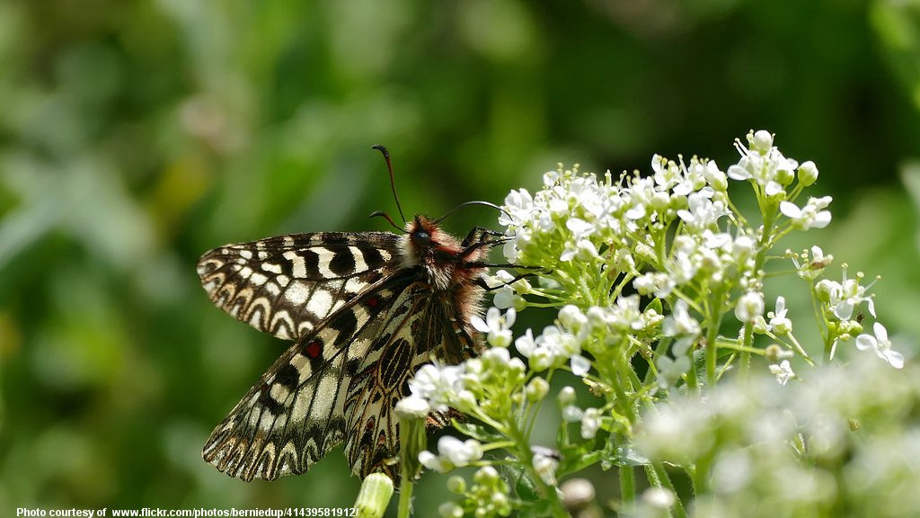 ButterflyOnFlower-001-041118.jpg