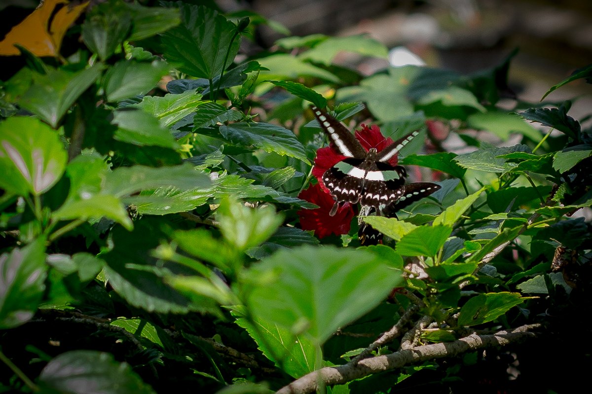 Goa Gajah butterlfly 1.jpg