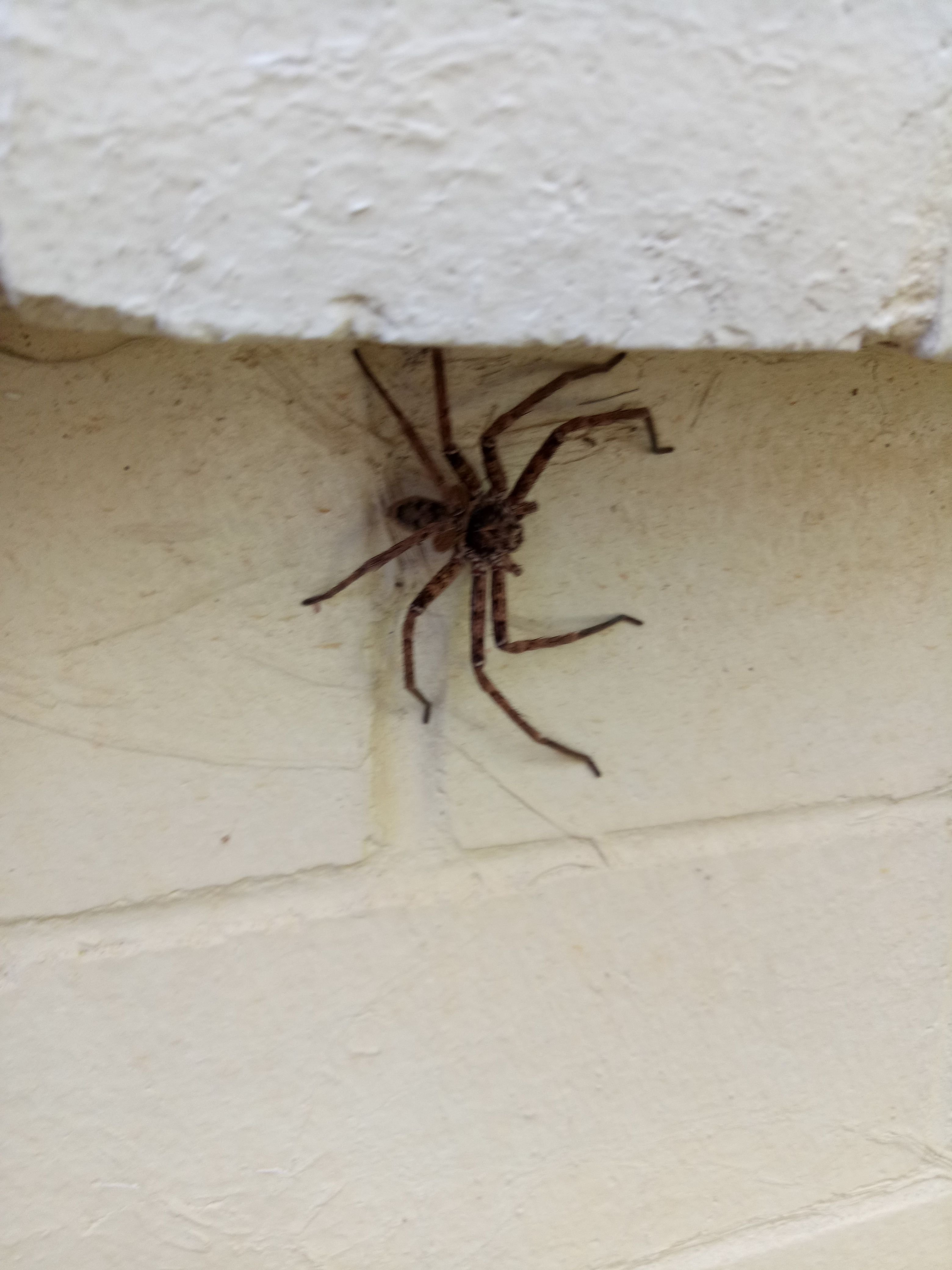 spider in my room