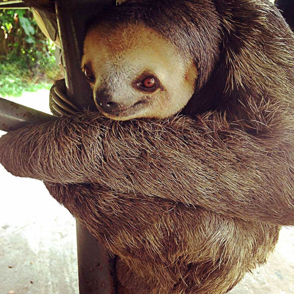 sloth.jpg