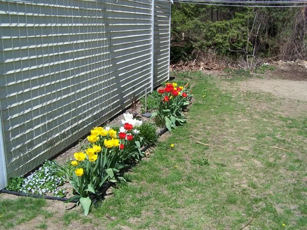 17.East Shed - Tulips2 May 07.jpg