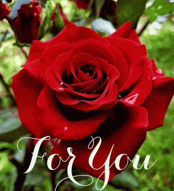 Blooming-rose-for-you-animated-gif-wishes.gif