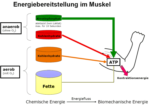 energiebereitstellungimmuskel1.gif