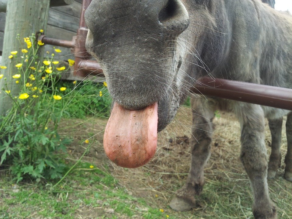 donkey-441230_960_720.jpg