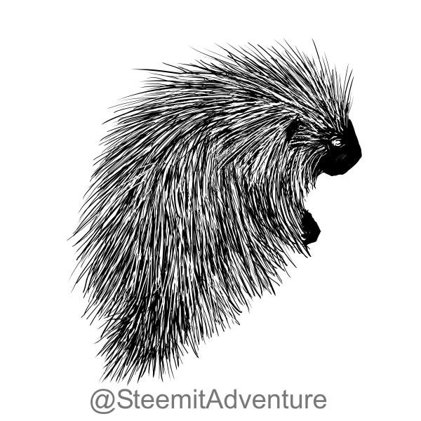 porcupine_02.jpg