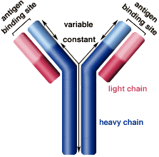 antibody.gif