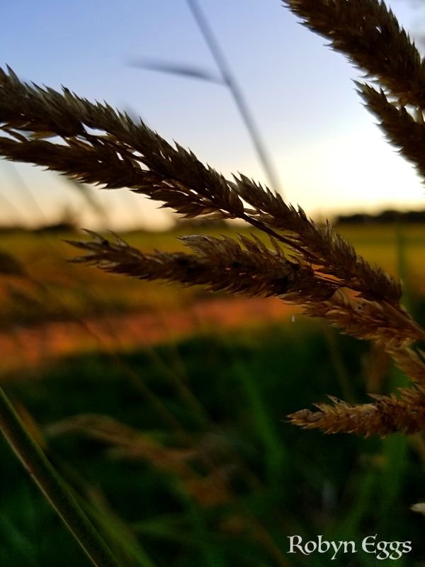 ryegrass_atdusk_robyneggs_800.jpg