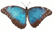 Butterfly Blue Morpho H60r GIF.gif