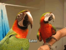 tenor (4).gif