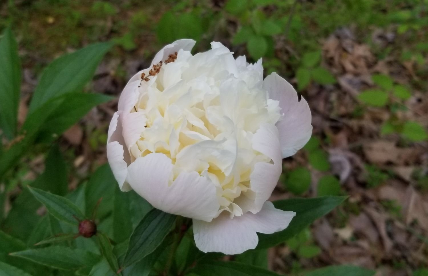 20180504_191459 First peony of the season.jpg