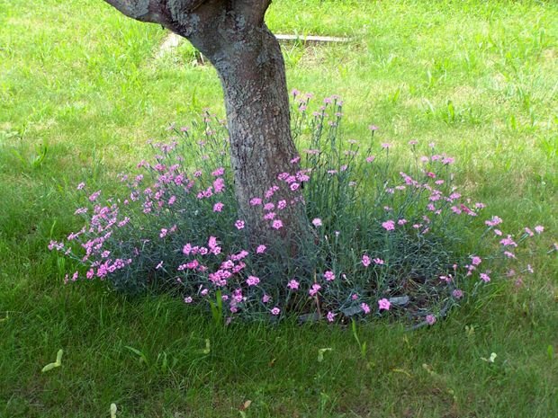 9.West maple with dianthus June 2006.jpg