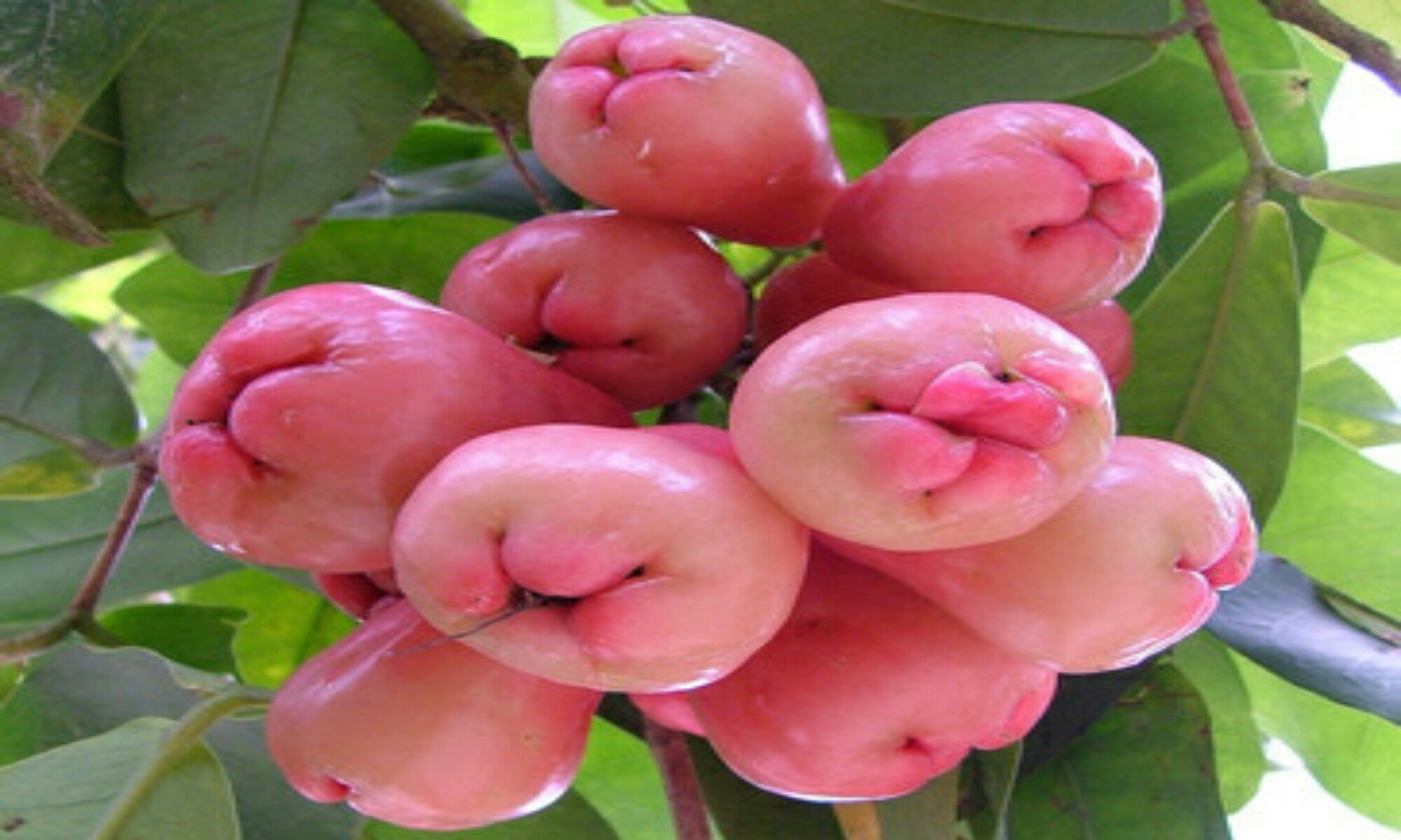 The Season of Fruits in Bangladesh