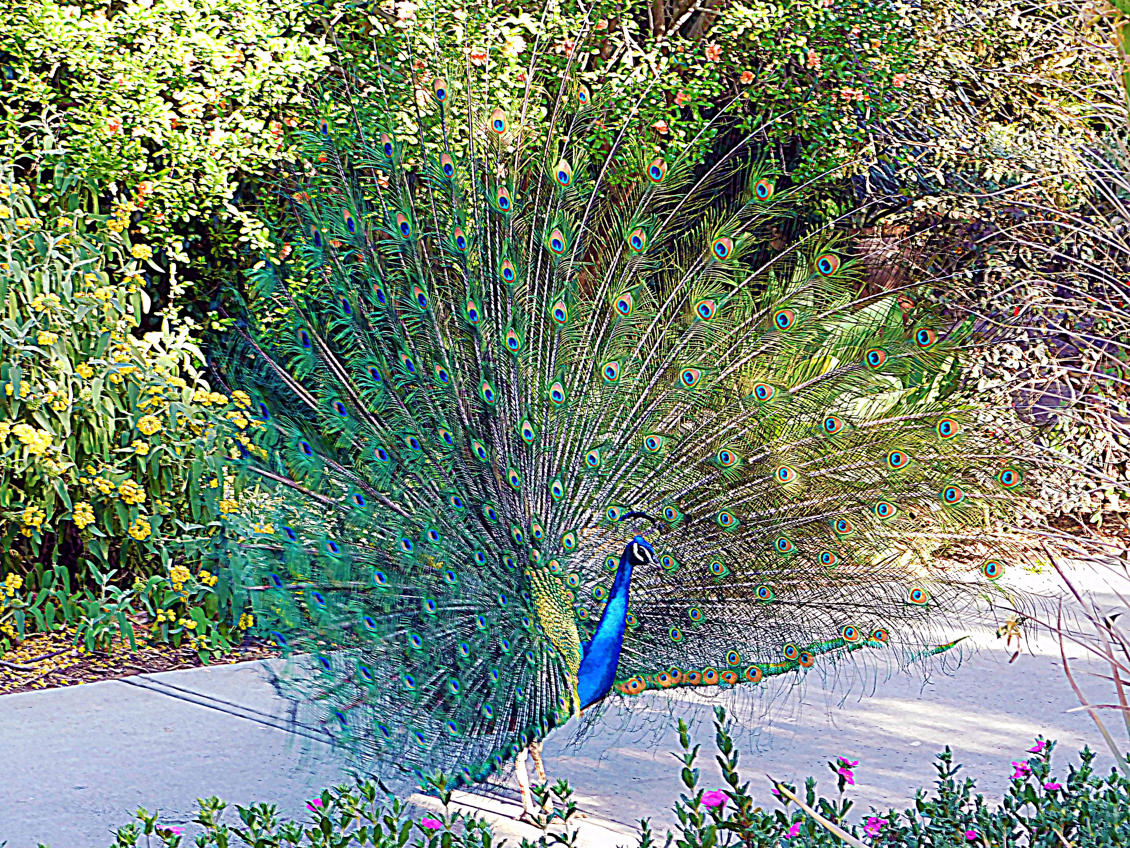 los angeles arboretum, flowers of paradise, birds of paradise, animalphotography, jeronimo rubio (159).JPG