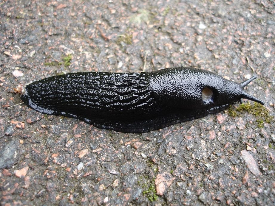 No.3 Black_slug.jpg