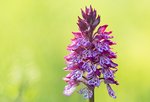 Purpur-Knabenkraut (Orchis × hybrida)_1978-BF_cr.jpg