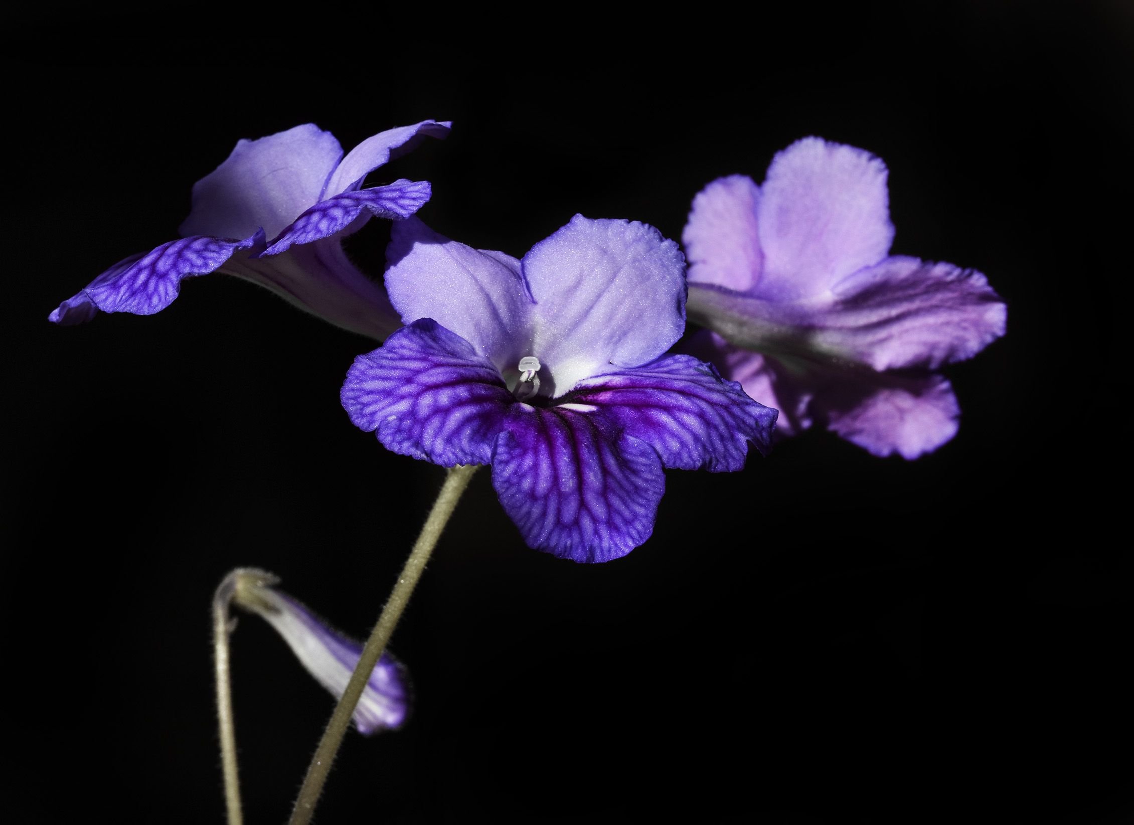 Streptocarpus navy blue 2.jpg