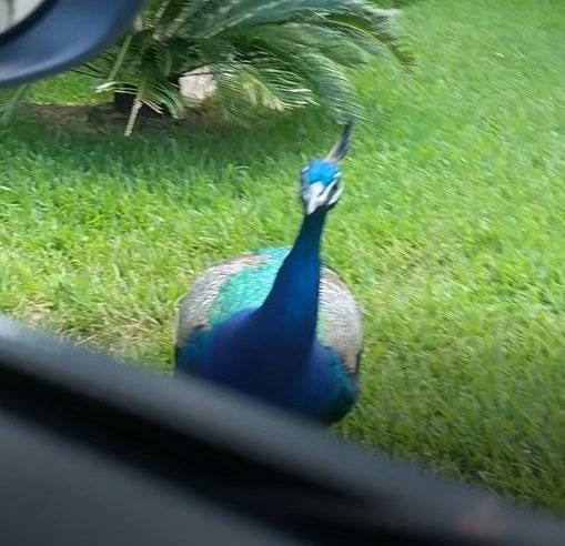 "peacock steemit karencarrens2.jpg"