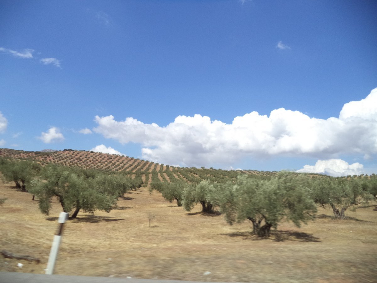 rolling olive hills