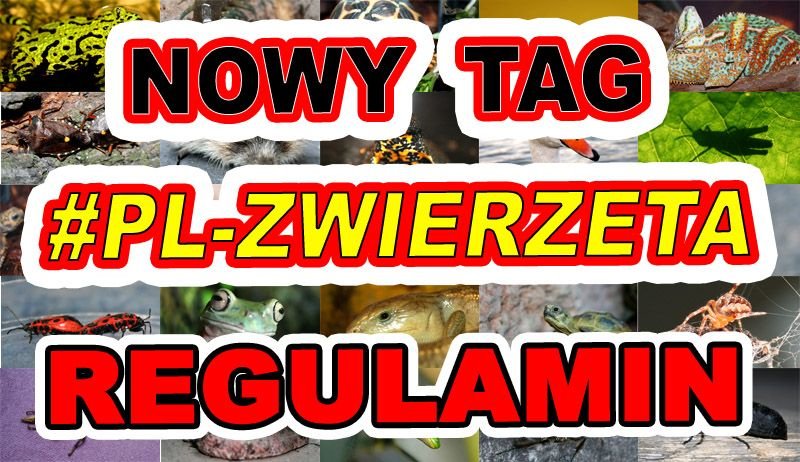 tag-PL-ZWIERZETA---1.jpg