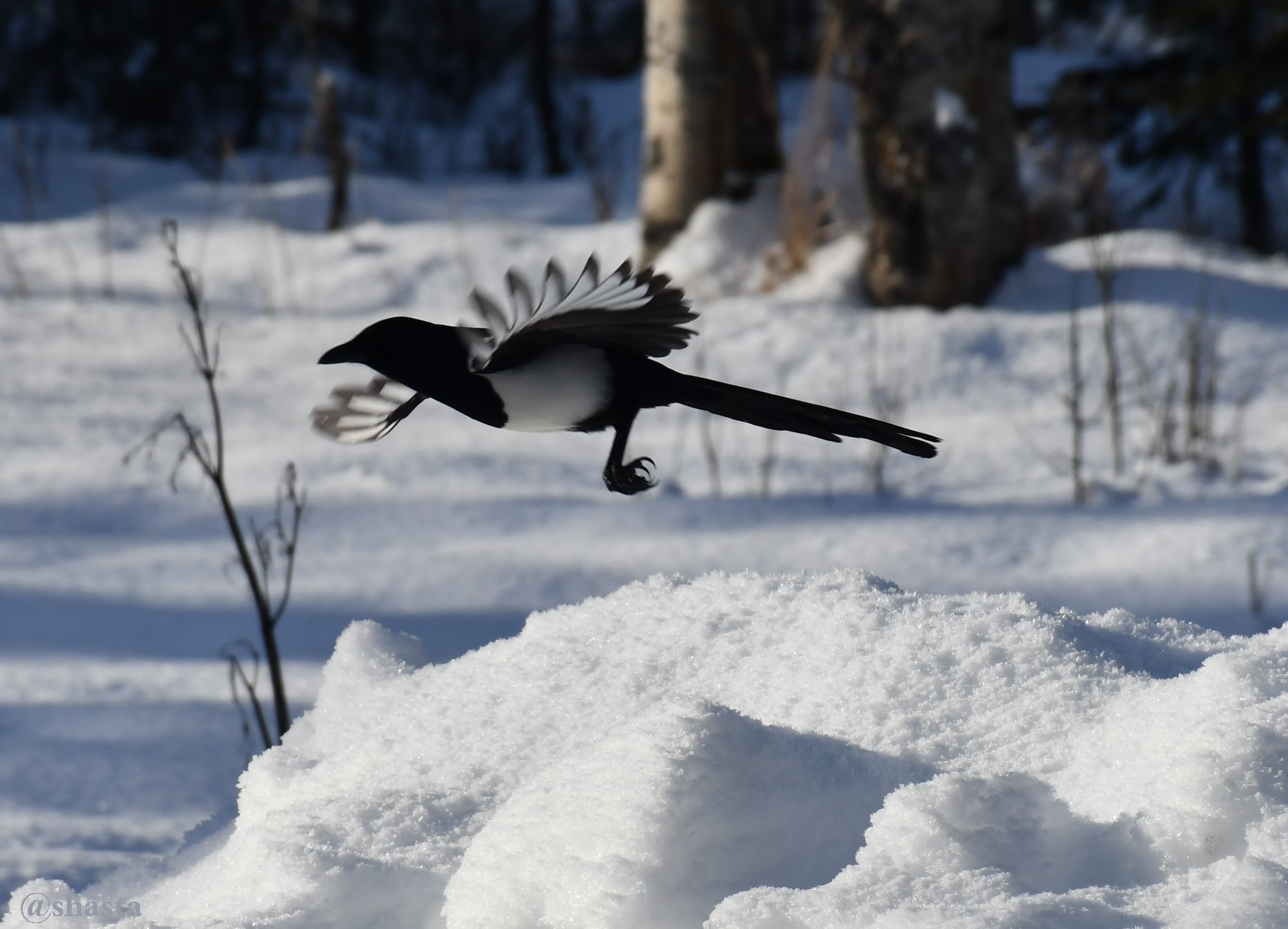 shasta2018march11th47feb16magpie7io.jpg