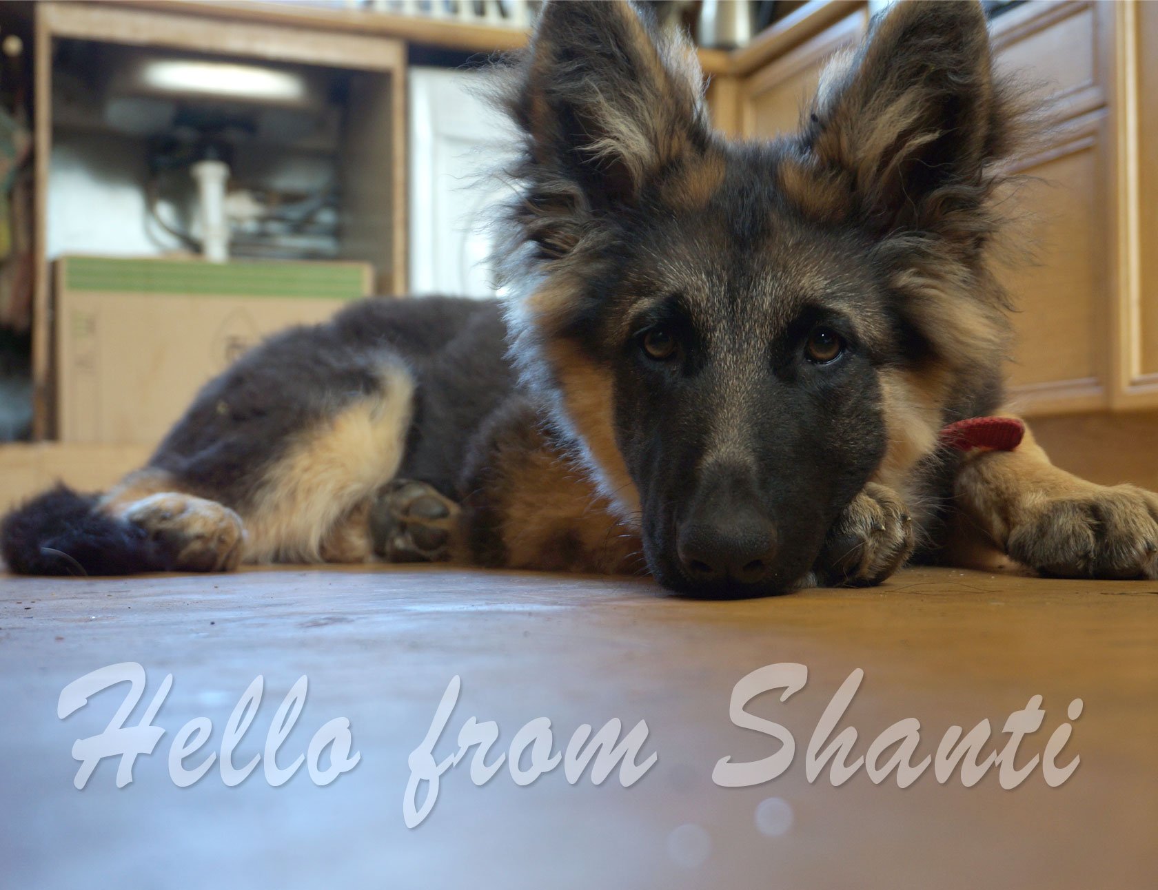 Shanti-intro-01.jpg