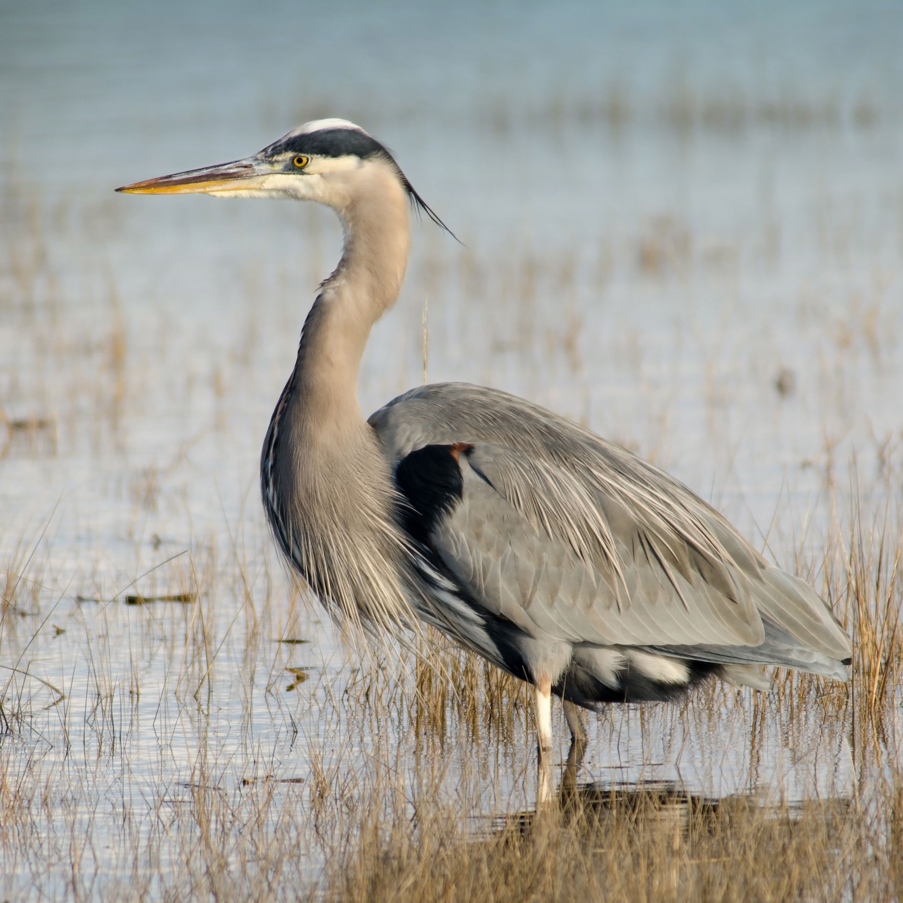 COAST BlueHeron.jpg