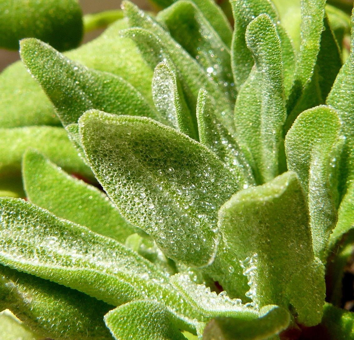 Livingstone daisy leaf.jpg