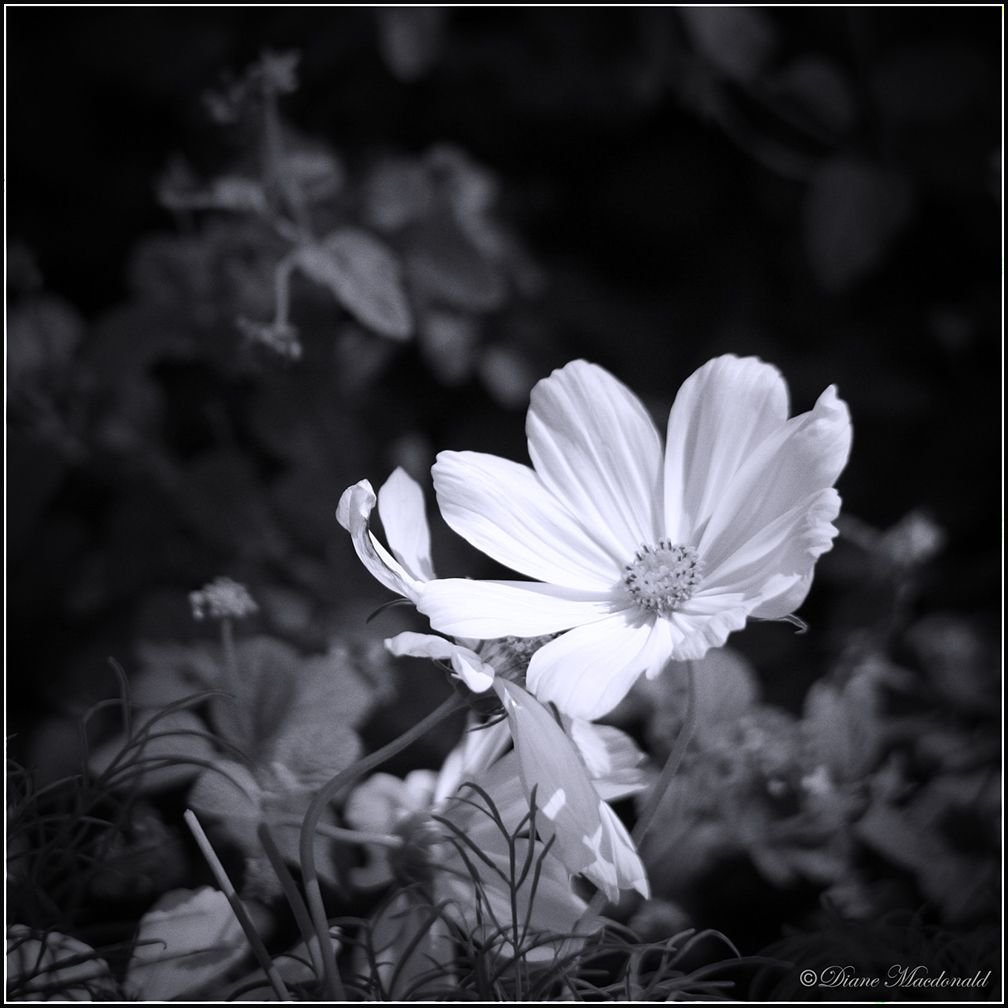 black and white daisy.JPG