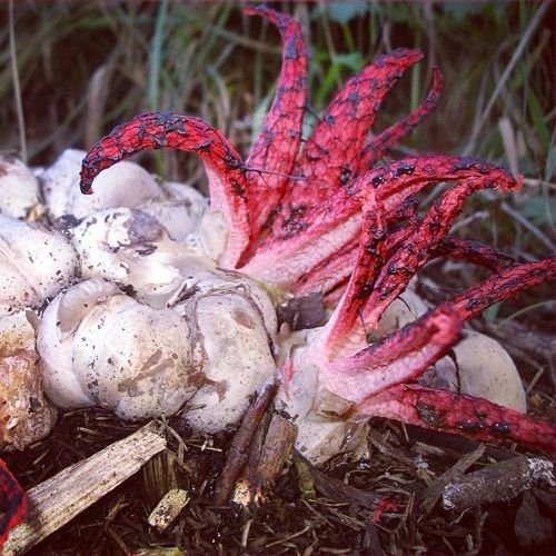 Clathrus archeri (Octopus Stinkhorn or Devil's Fingers) by @gentleridevan.jpg(1).jpg