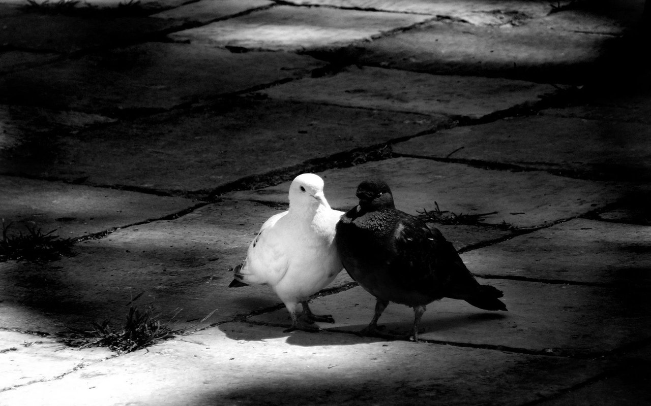 black-and-white-pigeon.jpg