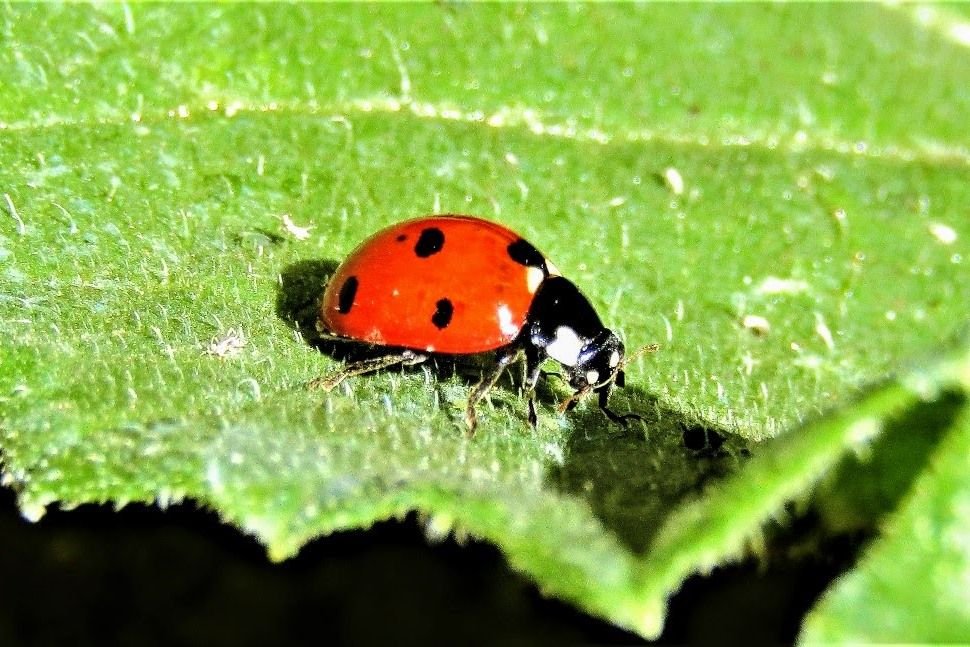 lady bug m.JPG