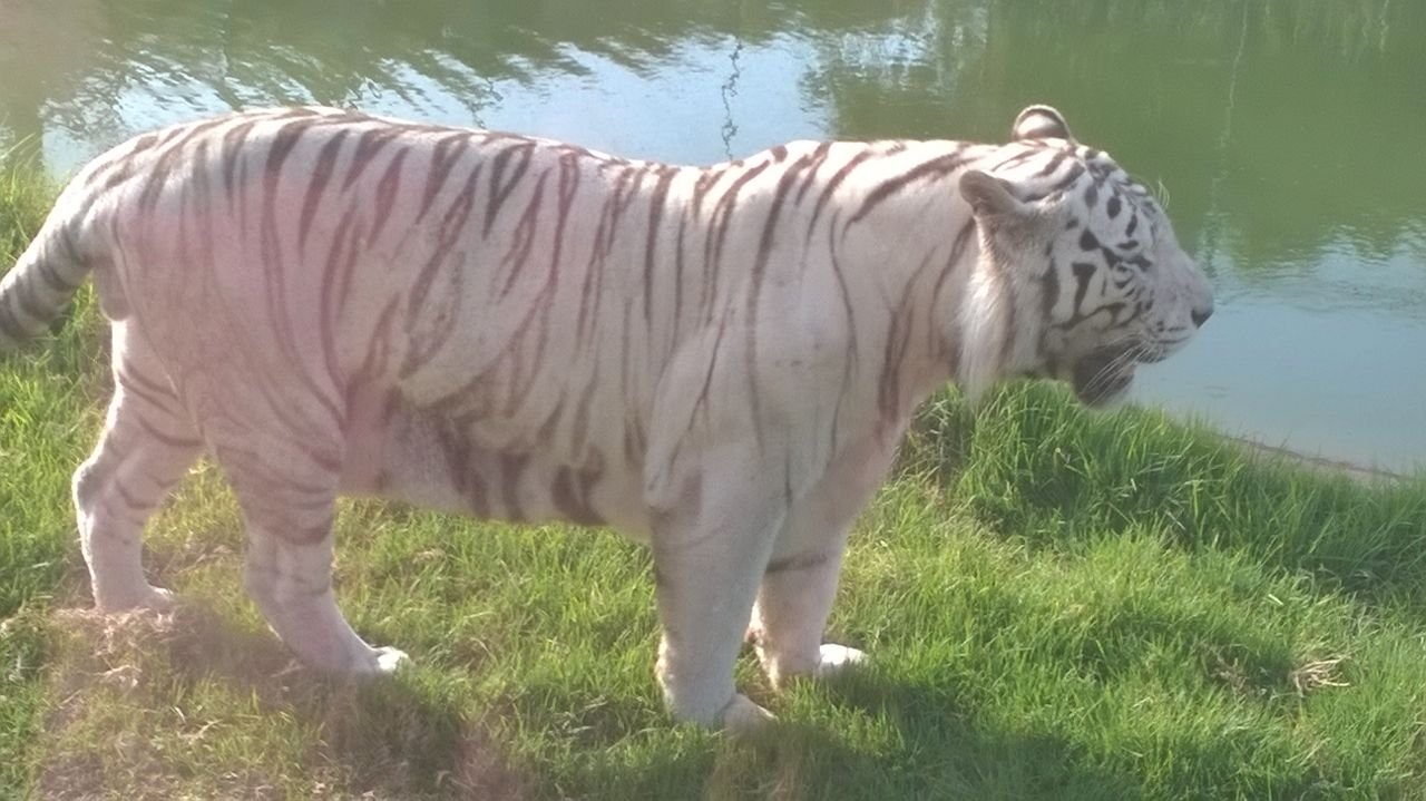 white tiger.jpg