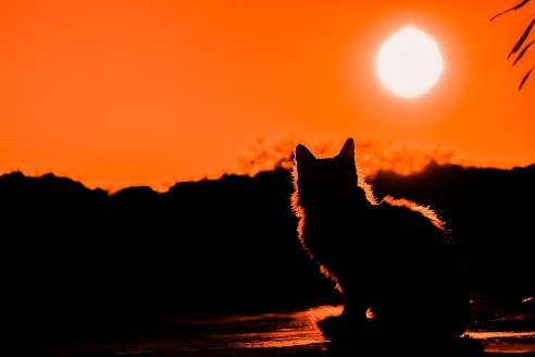 cat story pixabay sunset-3008779_1920.jpg