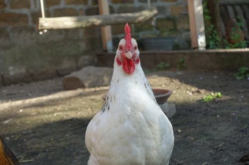 chicken-swing0 crop.jpg