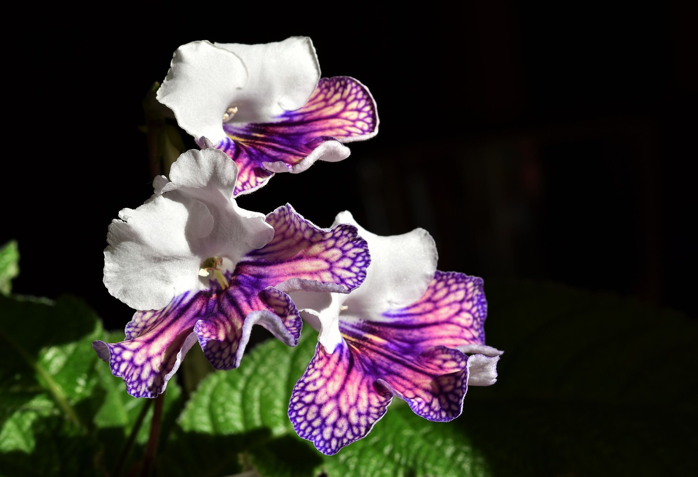 streptocarpus harlequin damsel 3.jpg