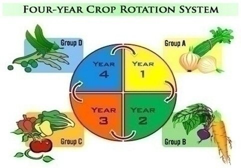 Crop Rotation Chart