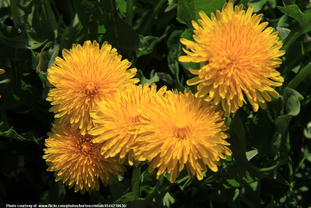 Dandelions-001-041118.jpg