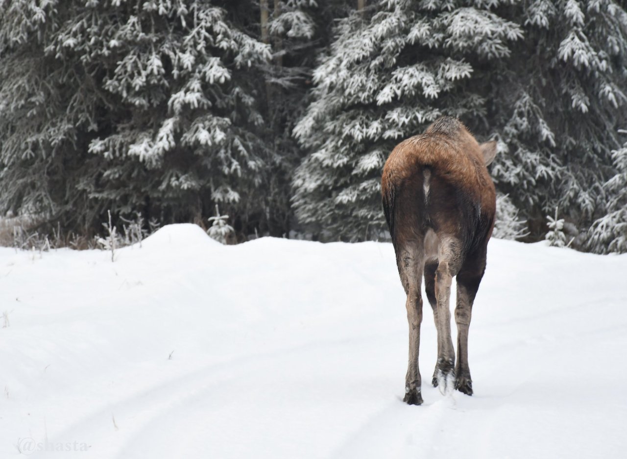 shasta2017dec24th47theend1moose1io.jpg