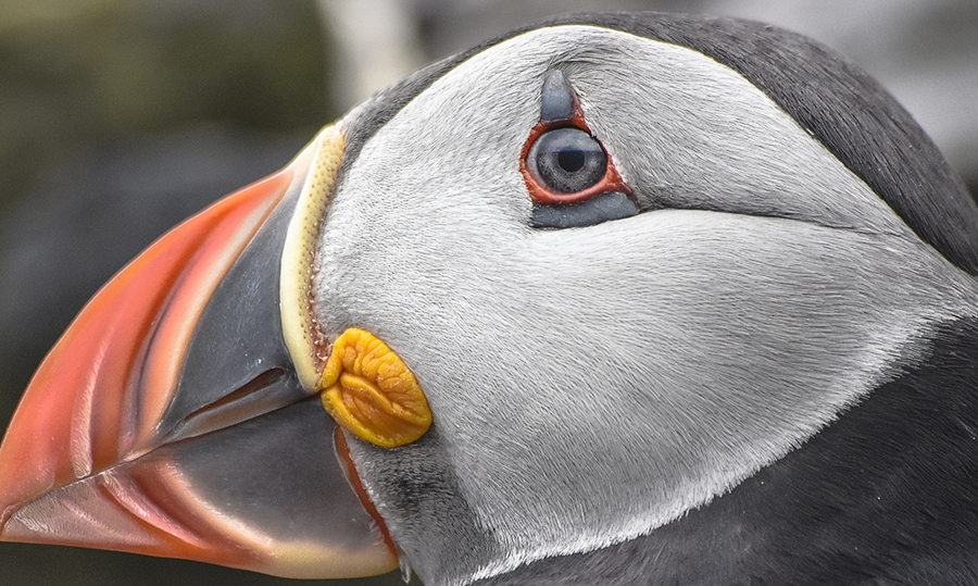 crimsonclad: close up puffin photography on skellig michael.