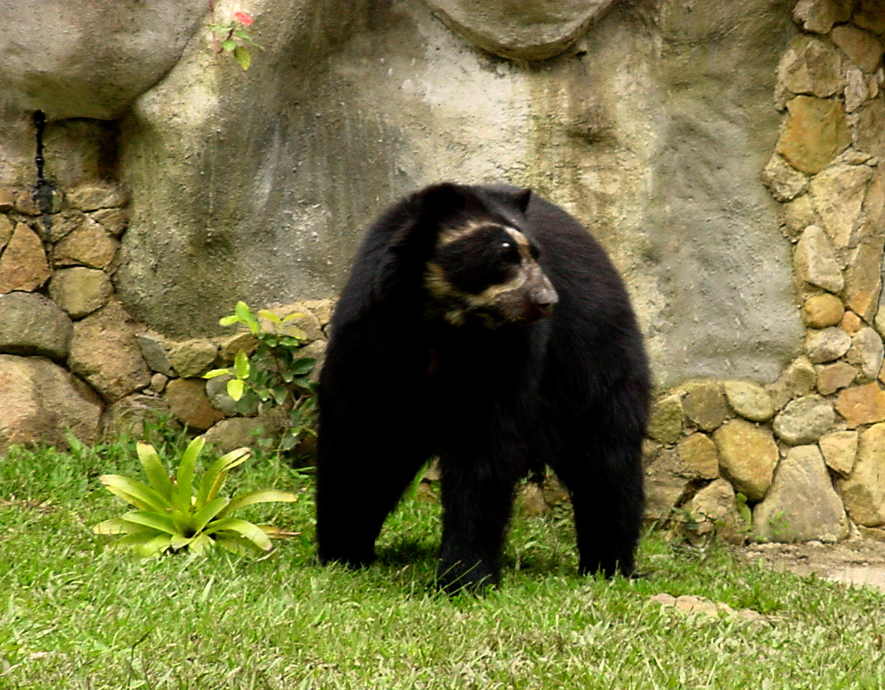 40 Oso de anteojos  o frontino.jpg