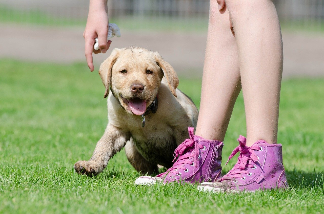 labrador-puppy-672781_1280.jpg