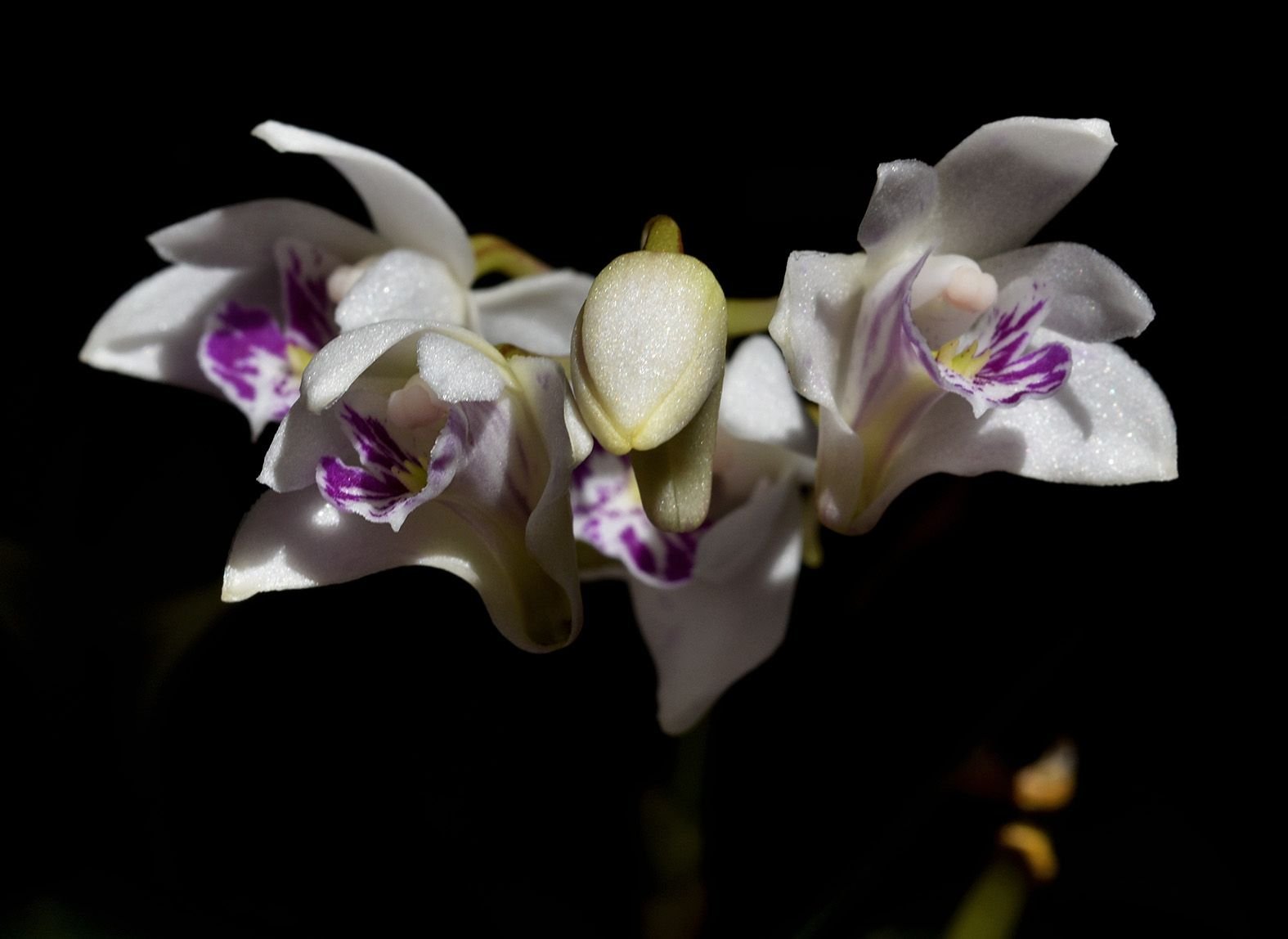 dendrobium kingianum var silcockii 1.jpg