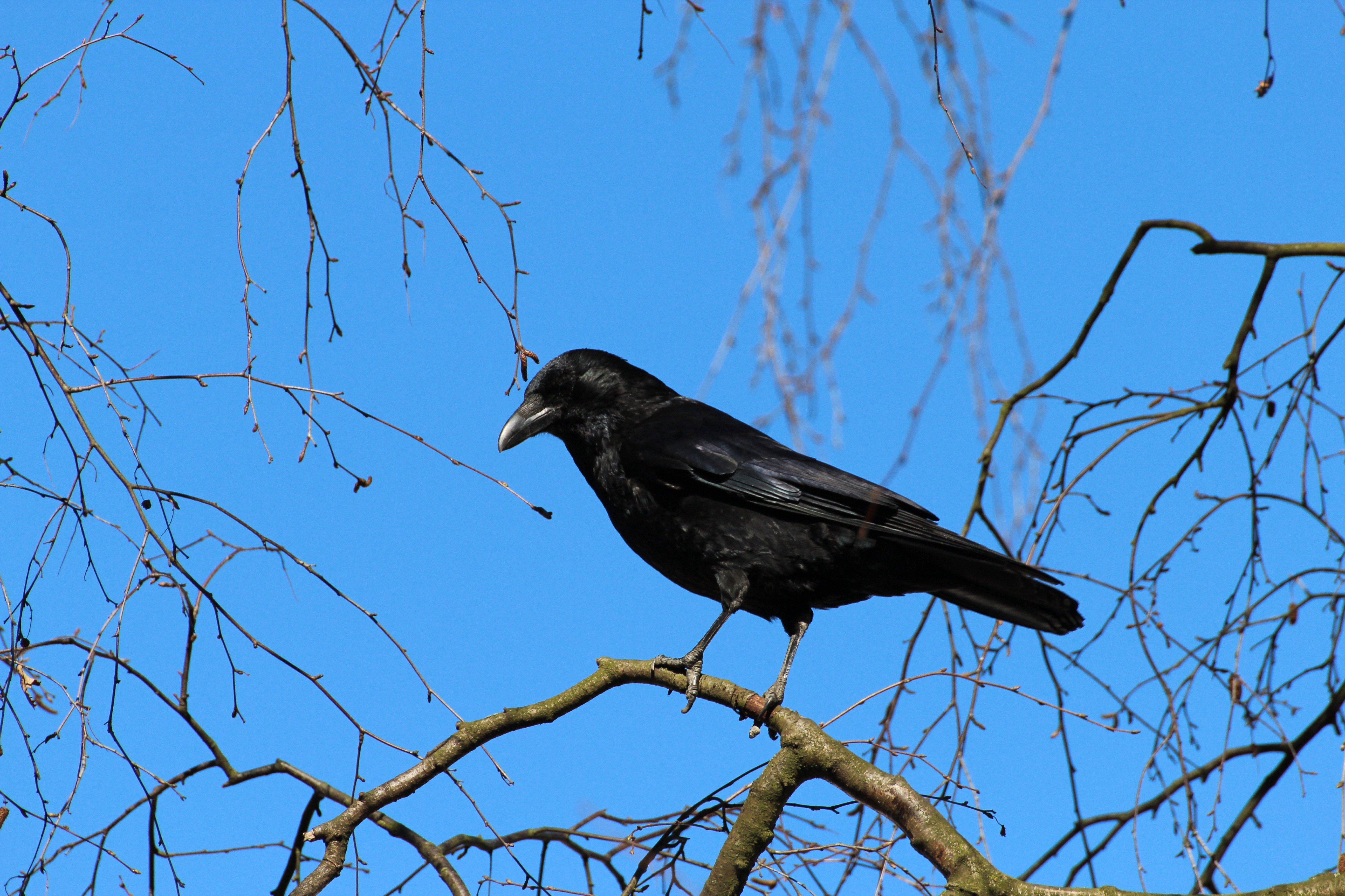 crow-284491.jpg