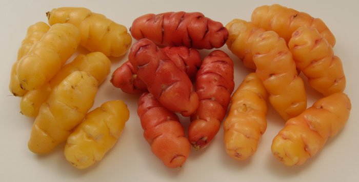 Yams-Varieties.jpg