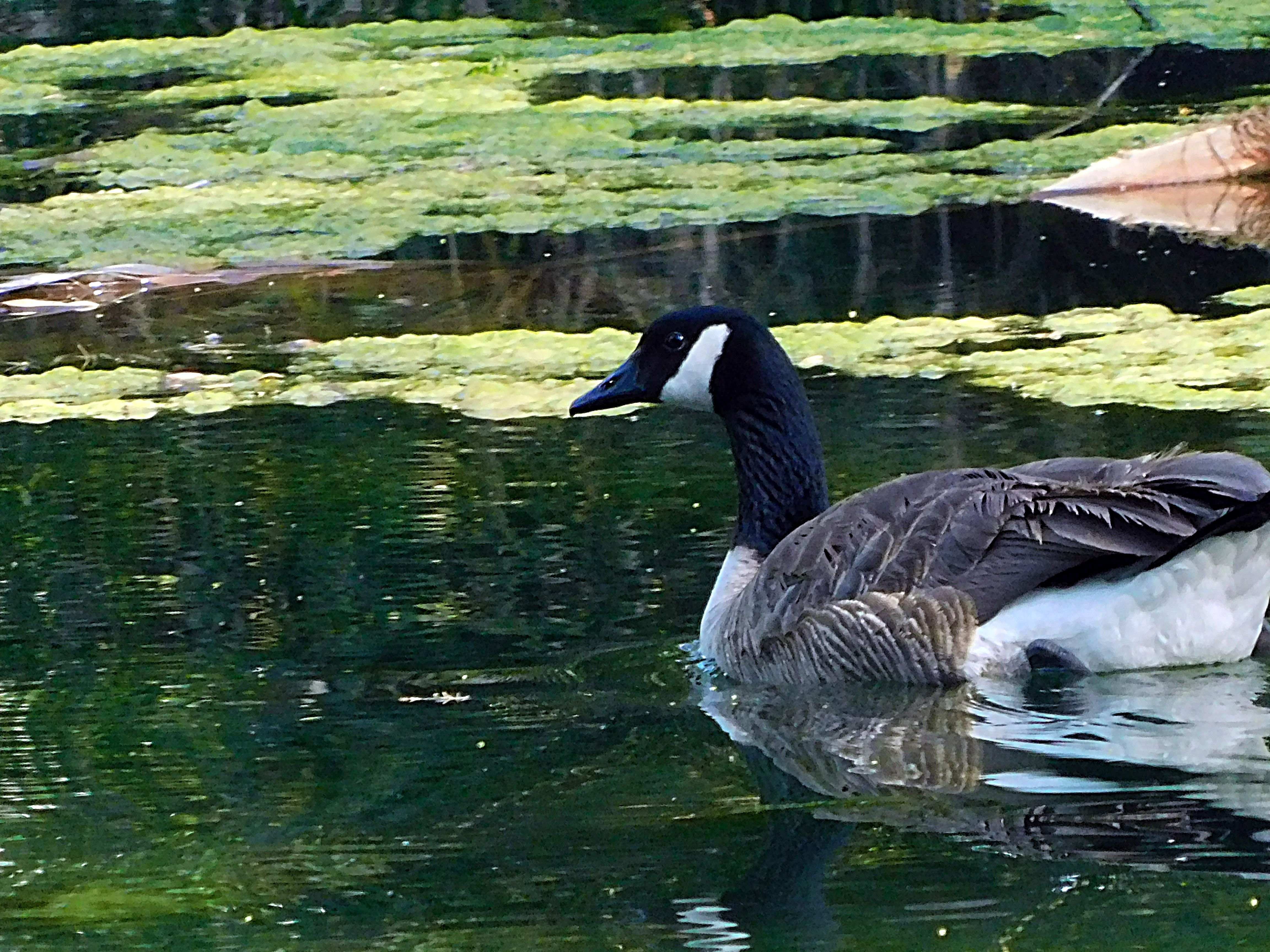 los angeles arboretum, flowers of paradise, birds of paradise, animalphotography, jeronimo rubio (123).JPG