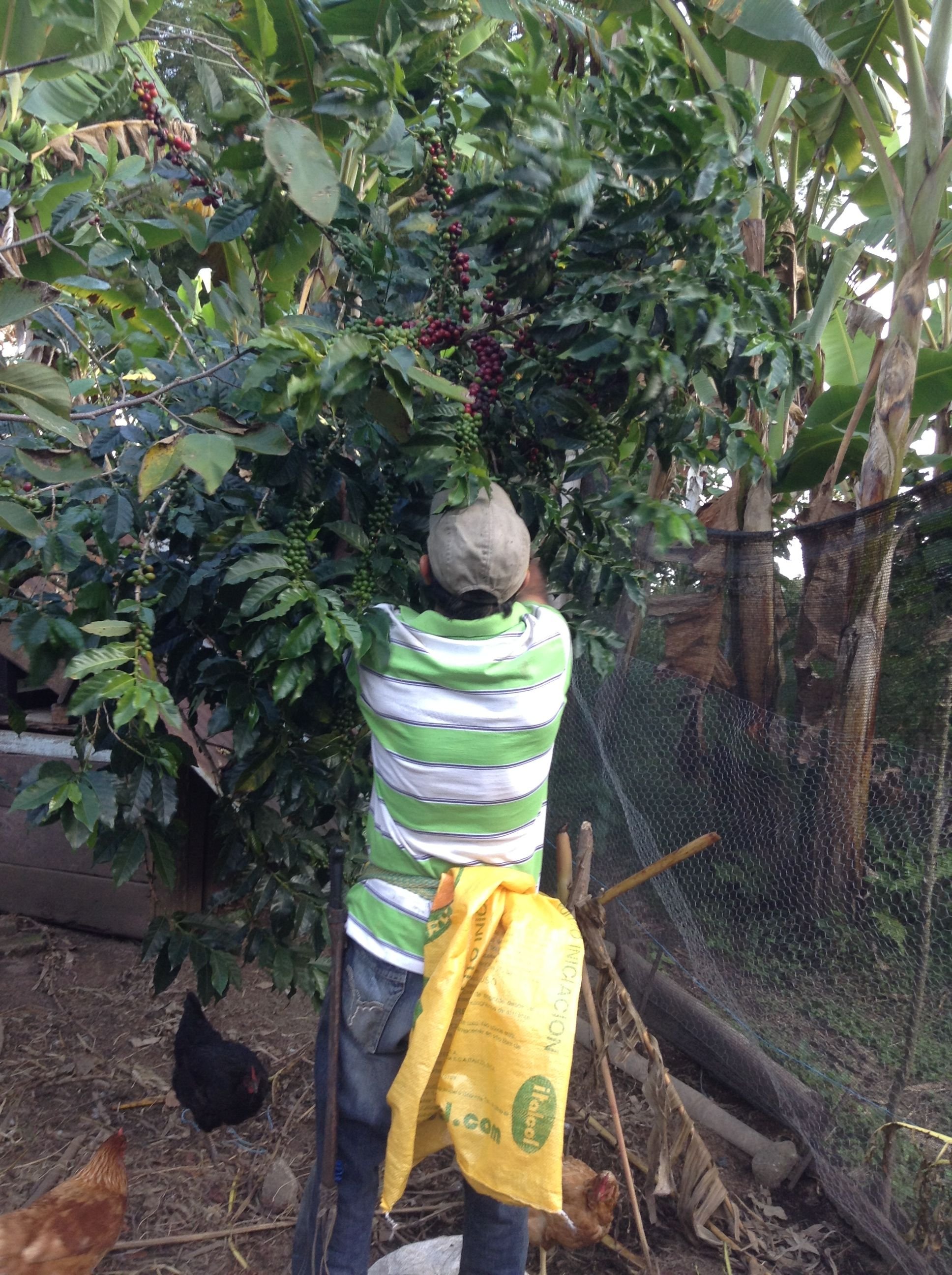 Heberto Picking Coffee.JPG