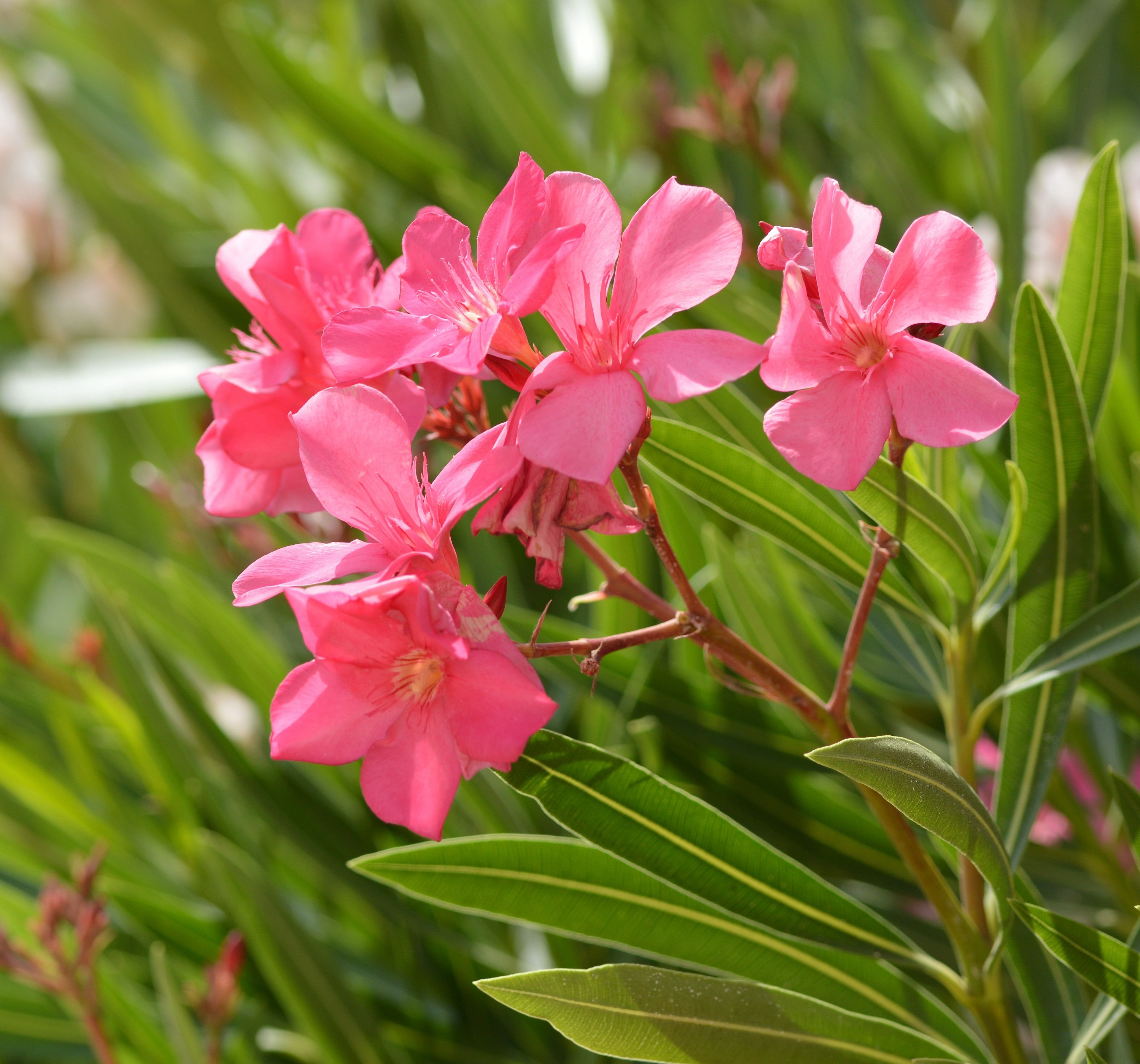 What Does An Oleander Plant Look Like