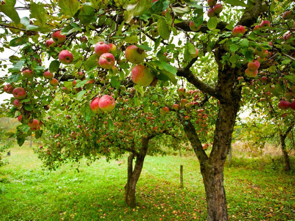 apple-tree-056fb57ed927bf3668ef04e5b9850e99363b87fe-s6-c30.jpg